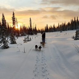 a group with sleddogs on a snowy trail