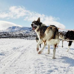 petter-karlsson-dogs