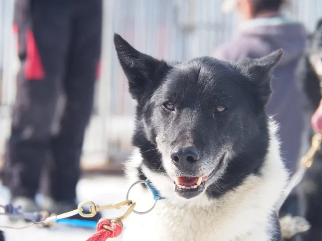Happy Birthday, Odin!  Named after the mighty Norse god, Odin embodies endurance and strength like no other dog. From record-breaking finishes to world championship titles, he has won everything and is still not done!  Discover his journey and learn about which famous offsprings are aiming to reach his legendary status in our 'Dog Tales' on our blog (link in bio).  #ChampionDog #OdinTheGreat  📷: NRK Sport, @finnmarkslopet, @femundlopet  #OdinTheGreat #ChampionDog #SledDogLegend #DogMushing #PetterKarlsson #WorldChampionMusher #DogSleddingLife #SleddogRace #HuskyChampion #SledDogRacing #ArcticAthlete #MushingCommunity #WorkingDogs #DogPower #ScandinavianAdventure #LaplandDogs #BornToRun #CanineAthlete #LegendaryDogs #DogTales #EnduranceDog #ExploreWithDogs #HuskyPride #ArcticJourney #ExpeditionDog #WildernessAthlete #LaplandAdventures