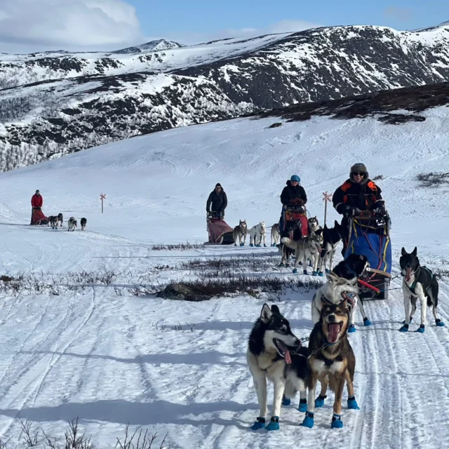 Expedition Recap 7
____
Each day on the expedition, we cover between 30 and 60 kilometers, moving through ever-changing landscapes—snow-covered forests, frozen lakes, and high mountain terrain. No day is the same, and with every hour on the trail, we get to know our team of dogs better. At the start of the tour, most guests are happy just to remember which dog is which—but before long, you know exactly who’s got which quirks and how each one ticks.  📷: @petterkarlssonsleddogs , Dag  #LaplandAdventure #DogSleddingExpedition #WinterCampingLife #NorthernLightsExperience #TentCampingUnderStars #ExploreLapland #OffGridJourney #HuskyExpedition #PetterKarlssonSleddogs #WorldChampionMusher #ArcticExploration #FrozenWilderness #AlaskanHuskies #NatureUnderStars #WildernessCamping #BackcountryAdventure #SleddogLife #SnowTrailJourney #AuroraBorealisViews #ExpeditionVibes #CampUnderTheStars #WinterExpedition #SilentTrails #ScandinavianWilderness #UntouchedNature #OutdoorDreams #WildNordicAdventure #RemoteCampLife #Vindelfjällen