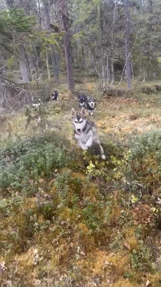 This is good exercise for the young four-legged ones and for the old two-legged one...  #PetterKarlsson #TeamPetterKarlsson #HuskyPuppies #RunningFree #ForestAdventure #FindPetter #Lapland #Sweden #WorldChampion #SledDogs #PuppyLove #ArcticAdventure #CutePuppies #HuskyLife #NatureLovers #SnowDogs #ExploreLapland #ScandinavianWilderness #PuppyJourney #ChampionDogs #ExpeditionLife #explore #HuskyAdventures