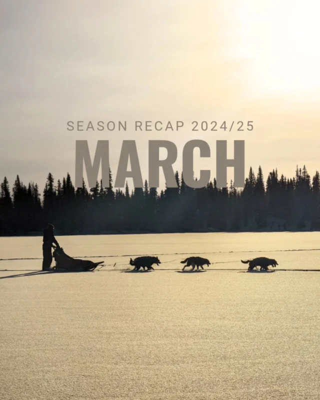 ▶️SEASON RECAP: MARCH 2025
While spring has arrived in much of Europe, up here we’re still in the middle of winter. Long days, crisp snow, and also clear nights with Northern Lights.  📷: @petterkarlssonsleddogs, @ona.hegoa.godzilla.etcetera, Roger, Karina  #SpringInLapland #StillWinterHere #NorthernLightsMagic #WinterAdventure #SleddogTour #LaplandExplorers #PetterKarlssonSleddogs #HuskyExpedition #SnowyDays #ArcticSpring #MushingSeason #DogSleddingExperience #LaplandVibes #ExploreTheNorth #ChasingLights #WinterWonderland