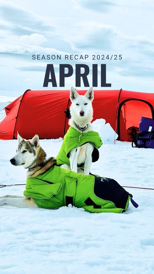 ▶️ SEASON RECAP: APRIL 2025  Not so long ago... but April is always something special with our expeditions.
Plenty of daylight, great trail conditions, and long days on the sled and nights in the tent. A true lifetime adventure!  📷: @petterkarlssonsleddogs, Dag  If this sounds like your next adventure, there are still spots open for next year, just saying...😉  #Expedition #DogSleddingAdventure #Lapland #HuskyAdventure #Mountains #WildernessLife #OutdoorSeason #SnowAndSun #SleddogJourney #BackcountryCamping #NorthernAdventure #PetterKarlssonSleddogs #ExpeditionSpirit #OffTheGridLife #ArcticTrails #ExploreLapland #AdventureDogs
