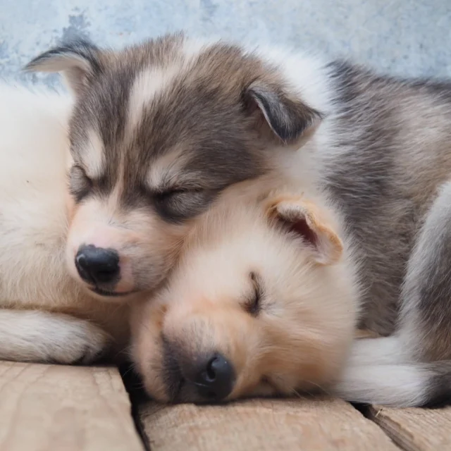 Nothing goes over a little nap...🐾  📷: @petterkarlssonsleddogs  #AlaskanHusky #HuskyPuppy #PuppyLife #SleepingPuppy #DogsofInstagram #HuskyLove #OutdoorDog #NapTime #SnowDog #DogAdventures #PuppyMoments #LaplandDogs #Sleddogs #PetterKarlssonSleddogs #Dogs #WinterDogs #NatureDogs #HuskyWorld #HappyPup #PackLife #DogPeople #MushingLife