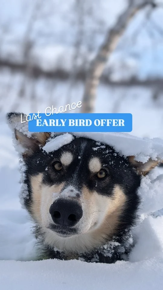 Last chance for early birds 🐦
Book your husky tour 🐾 for winter 2025/26 ❄️ by May 31st to catch our early bird offer 🛷  Who is joining you next winter?  📷: @ona.hegoa.godzilla.etcetera, @petterkarlssonsleddogs  #Lapland2025 #HuskyTour #WinterPlans #EarlyBirdOffer #LaplandTravel #DogSledding #SnowAdventure #NorthernEscape #ColdSeasonCalling #QuietAdventures #teampetterkarlsson #VisitSweden #VisitLapland