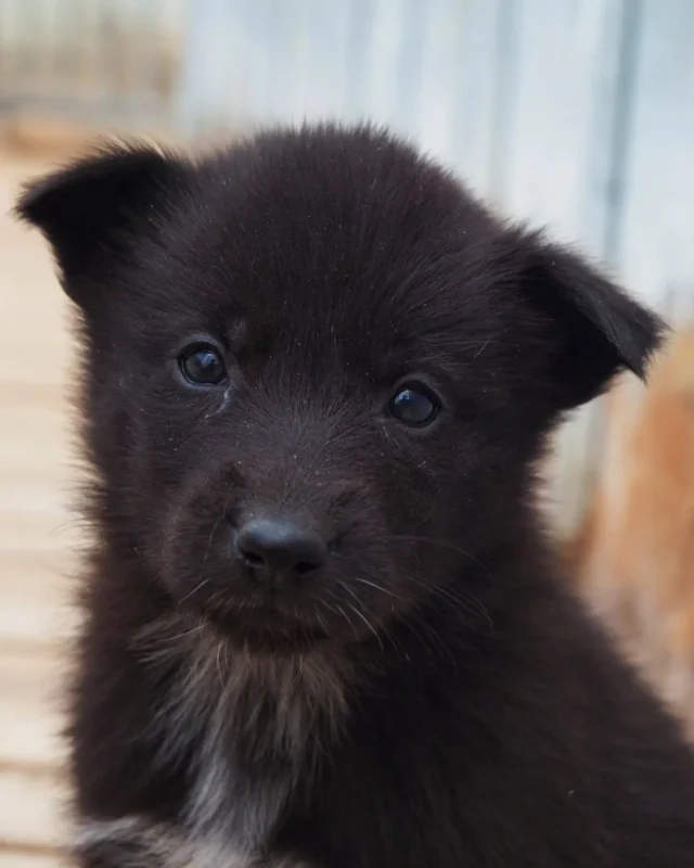 Who could resist those eyes...🐾👀  📷: @petterkarlssonsleddogs  #Puppy #Sleddogs #FutureChampions #PuppyEyes #FutureSledDogs #Lapland #Sweden #ArcticAdventures #Dogs #CuteOverload #SnowDogs #AdventureAwaits #LaplandAdventure #PuppyLove #InstaDog #SledDogPuppies #HuskyPups #ExploreLapland